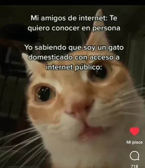 Gato con internet público