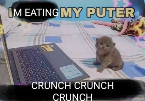 Kitten Eating My Computer