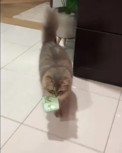 Кот несёт деньги