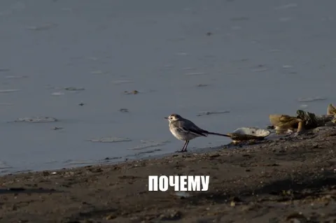 Почему птица у воды