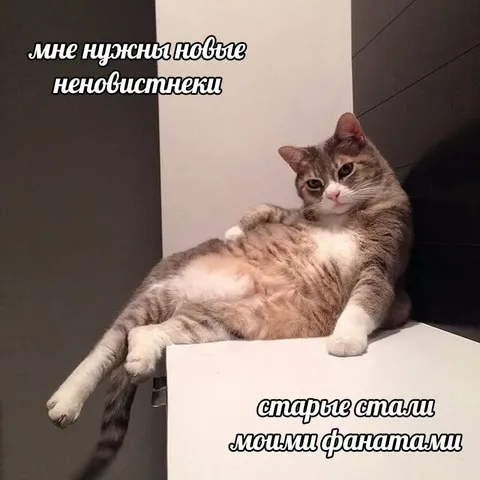 Кот хочет новые неновистники