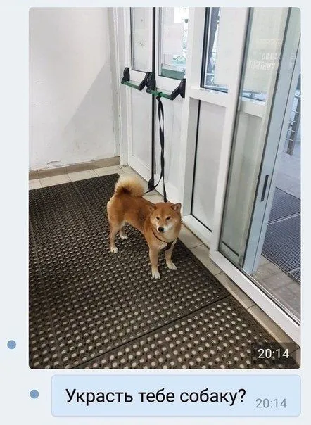 Украсть тебе собаку?