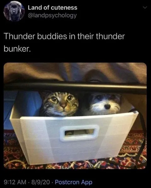 Thunder Buddies in Bunker