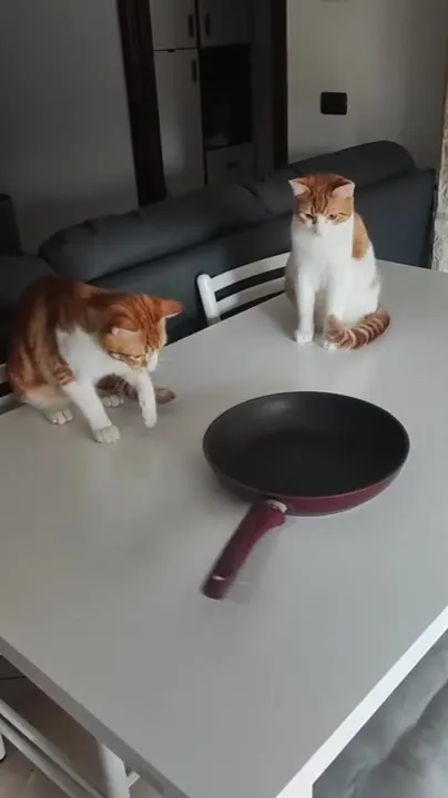 Коты и движущаяся сковорода