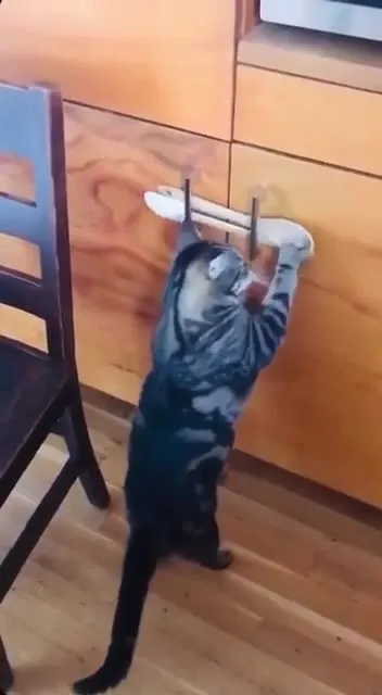 Кот открывает кухонный ящик