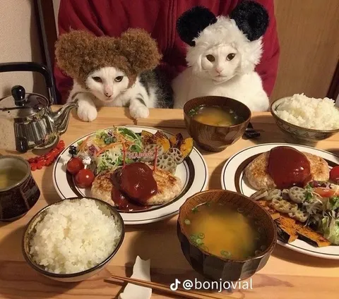 Cats Having a Japanese Dinner