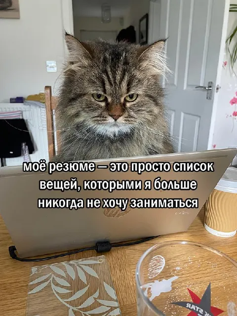 Кот пишет резюме о нежелательной работе