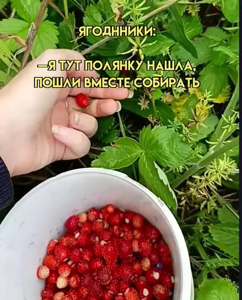 Ягодники и грибники делят находку