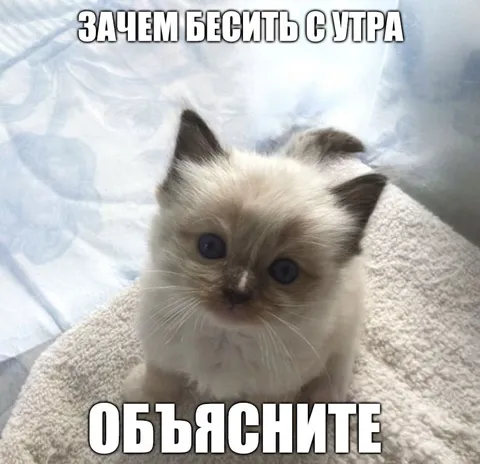 Котёнок требует объяснений