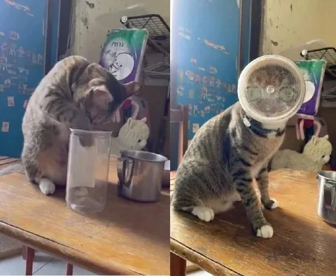 Кот в банке на голове