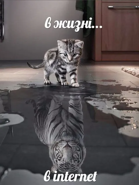 Котёнок в жизни и интернете