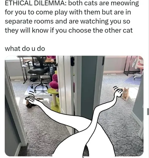Ethical Dilemma: Two Cats