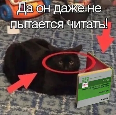 Кот читает учебник