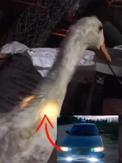 Гусь подмигивает фарами
