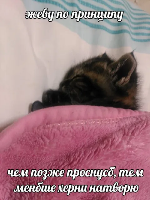 Жеву по принципу чем позже проснусь