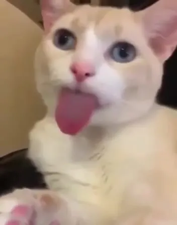 Кот высунул язык и передумал