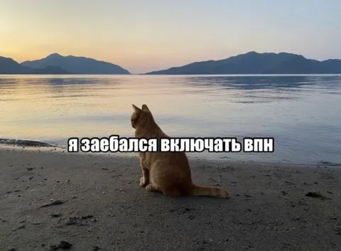 Кот устал включать VPN
