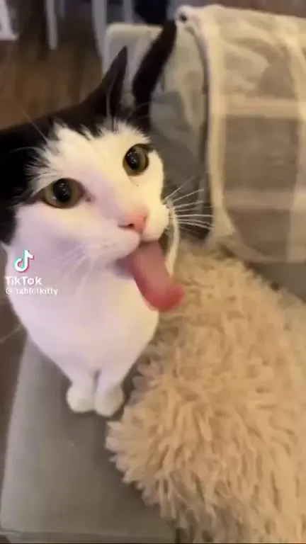 Кот облизывает камеру
