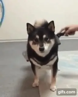 Собака пятится боком