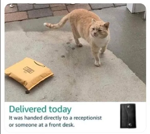 Cat Receives the Package