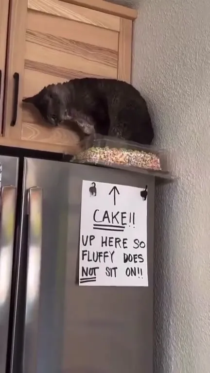 Cat Sits on the Cake
