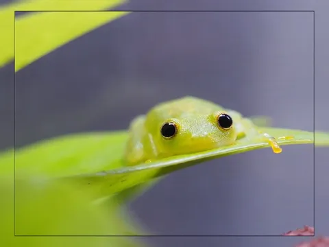Любопытная лягушка на листе