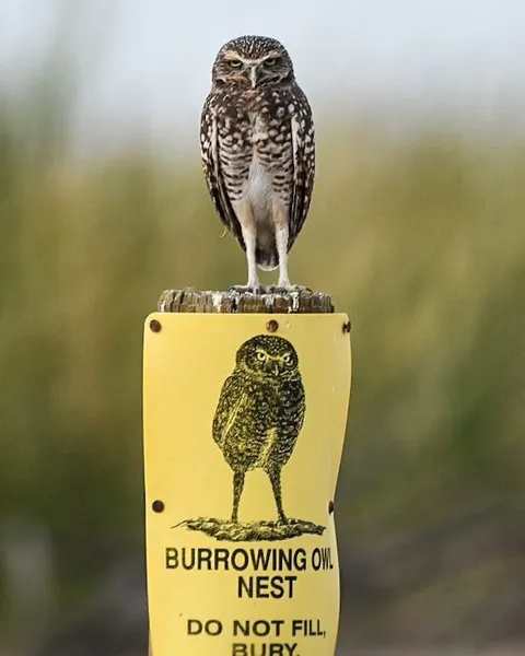 Owl on Its Own Nest Sign