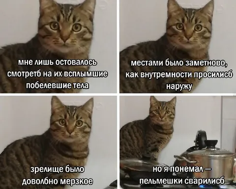 Кот понял, что пельмешки сварились
