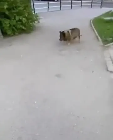 Собака крадётся по тротуару