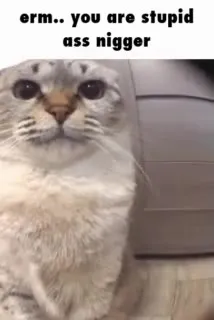 Offended Cat Turns Away