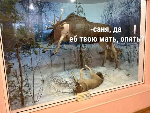 Саня, опять ты это сделал