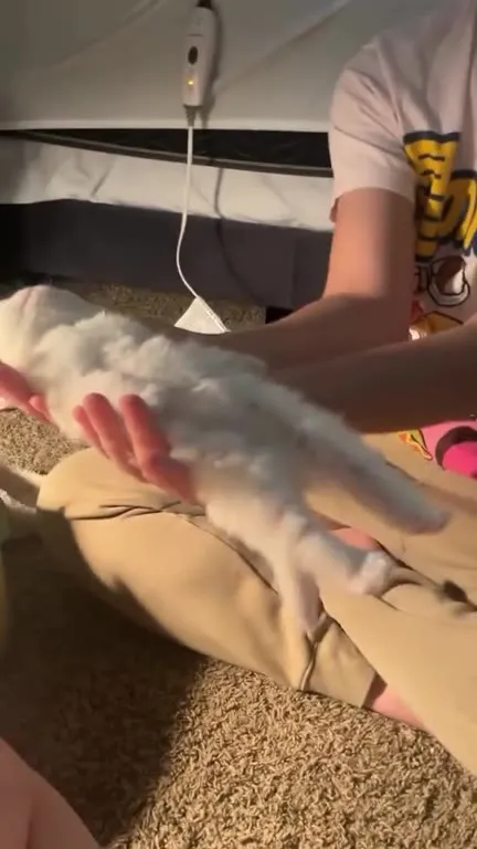 Кота растягивают как лапшу