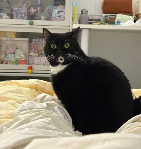 Кот с удивлённым взглядом