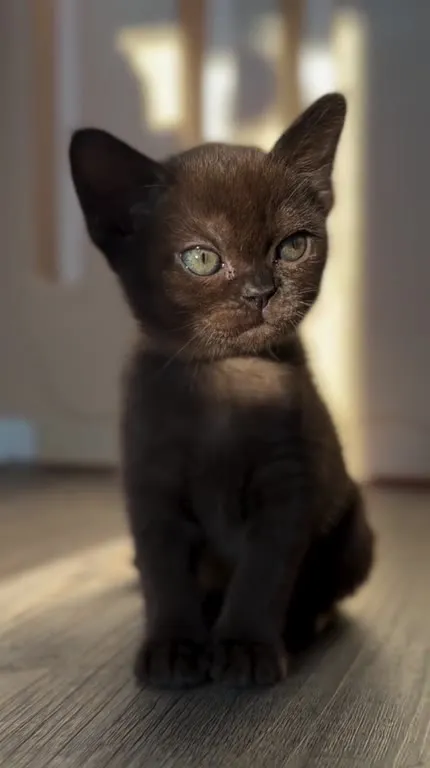 Котик медленно уходит