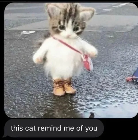 This Cat Reminds Me of You