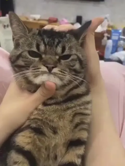 Кот меняет выражение морды