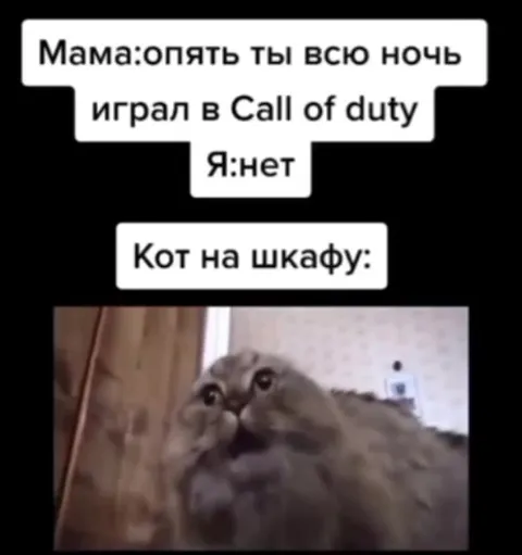 Кот всё выдал