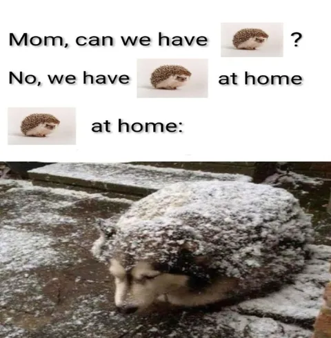 Hedgehog at Home