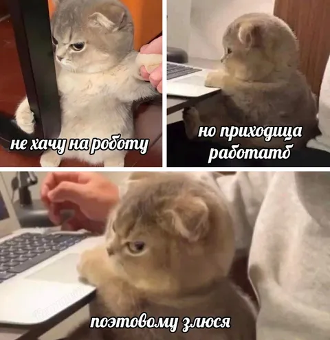 Кот не хочет на работу