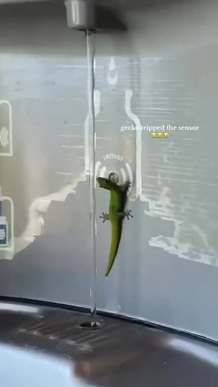 Gecko Trips the Sensor