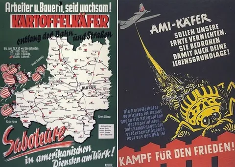 Amerikanischer Kartoffelkäfer