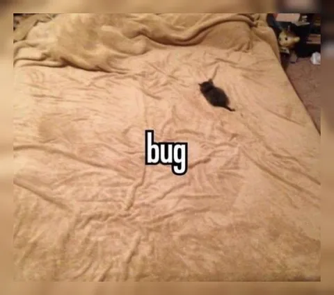 Bug on the Bed