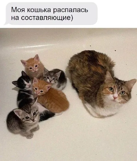 Моя кошька распалась на составляющие
