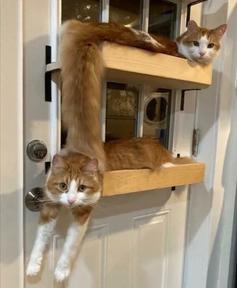 Коты на дверной полке