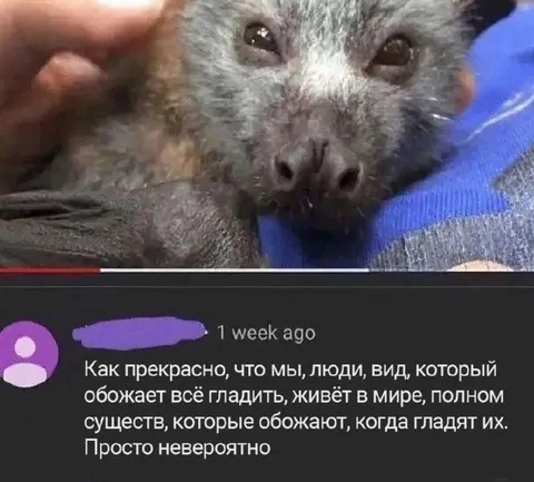 Когда тебя любят гладить