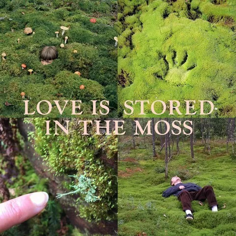 Love Is Stored in the Moss