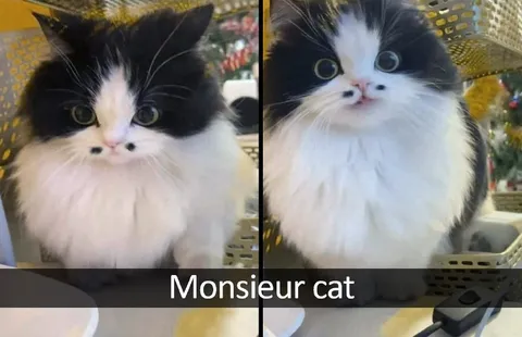 Monsieur cat