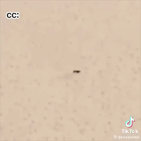Bear Turns Into Bonk