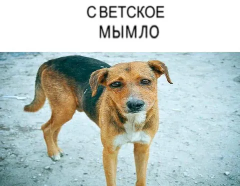 Светское мымло
