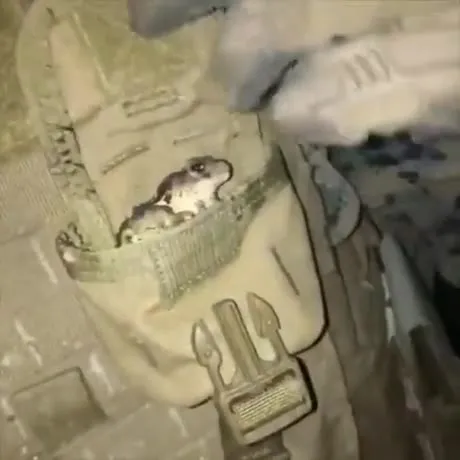 Tactical Toad Tuesday